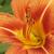 Blume