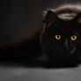 Black_cat-1366x768