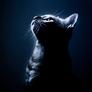 Dark-cat-alone-1920x1080-wallpaper286875