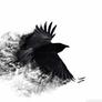 Crow_wings_bird_swing_85055_1024x768
