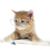 Pngegg