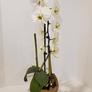 Orchid3_1