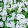 White-flowers