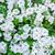 White-flowers