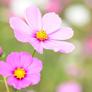 Cosmea_floral_bloom-t2