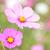 Cosmea_floral_bloom-t2