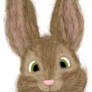 Head