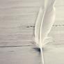 White_raven_feather