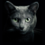 Gato_negro