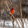 Cardinal_wide_copy