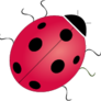 Coccinella