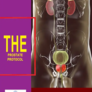 The_prostate_protocol_reviews
