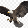 Png-transparent-bald-eagle-bird-hawk-par-sefid-bird-animals-color-fauna-thumbnail