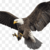Png-transparent-bald-eagle-bird-hawk-par-sefid-bird-animals-color-fauna-thumbnail