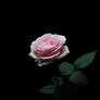 Desktop-wallpaper-iphone-h-king-background-dark-pink-rose-black-and-pink-rose_(1)