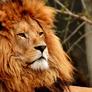 Lion-3372731_640