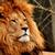 Lion-3372731_640
