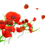 Coquelicot