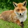 Fox-red2