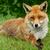 Fox-red2