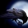 Nevermore
