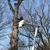 1tree-service-1